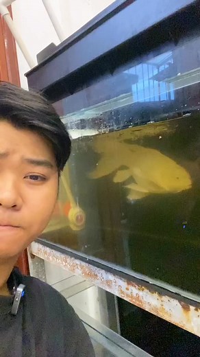 Mình chưa từng thấy ai nói về điều này….. tặng chép sư tử cho bạn nào tương tác tích cực nhất tuần này #kettrang #cacanhvankiet #thantien #vankietbetta #cacanhhue #thuysinhngoaitroi #guppy #cabaymau #sieuthicacanhhue #molly #thuysinhca #thuysinhsinhvien #setupthuysinh #thuysinh | Ông Chú Betta