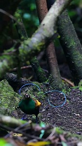 12K views · 43K reactions | Love's waltz unfolds among the leaves:...