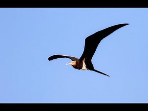 Lesser frigatebird, 白斑軍艦鳥