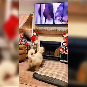 20K views · 804 reactions | Tail-Tickling Laughter Guaranteed with These Dogs | Veteran Pride | Facebook