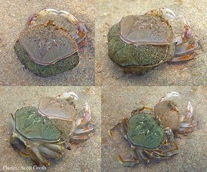 How often do crabs molt? [2025] | QAQooking.wiki