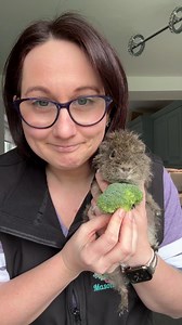 31K views · 1.6K reactions | What can you feed your guinea pig? Demonstrated, kinda, by the lovely Delta! | Masons' Cavies | Facebook