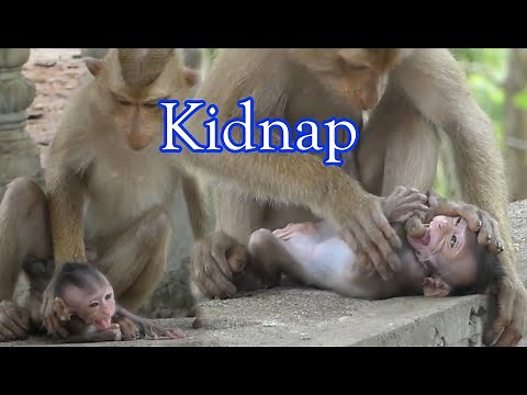 What a help! Monkey Baby kidnaps and abuses baby