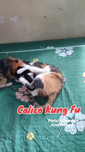 Calico Kung Fu Fighting 😂 #calicocats #puspin #catlovers #pusa #catreels #catreelsfb #catsoffacebook #funnycatsvideo | Patchi, Orange & Friends
