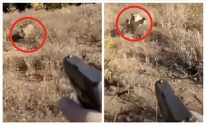 Man Battles Pissed Off Mountain Lion In Crazy Video