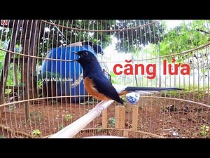 chòe lửa hót nhiều giọng đập đuôi chạy cầu liên tục 14' kích lửa hót, luyện giọng chòe lửa | burung