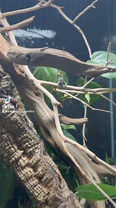 12K views · 339 reactions | Baby Amazon Milk Frogs are back! These adorable blobs are perfect for your planted terrarium or paludarium. #everevolvingexotics #reptileshop #tucson #arizona #frogs #amazonmilkfrog #amphibians | Ever Evolving Exotics | Facebook