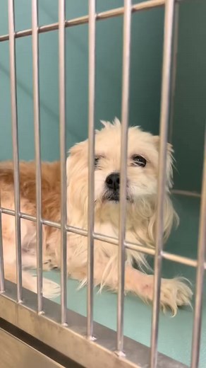 Status: Available for adoption! My BoroughBreak Buddy Writes: If you are looking for a nice size cuddle buddy, have I got the dog for you. Meet Glitter. She is such a sweetheart. She loves to be petted and receive belly rubs. Without notice she will jump into your lap and request back rubs. She is very curious. She is high energy and needs a lot exercise and mental stimulation. Surprisingly, she is not treat motivated by she does love cheese. She does need some help on the leash. She pulls towar