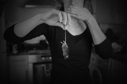 Dealing with a dead animal in wall (& its decomposing odors)