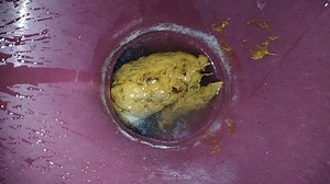 sticky rice pig poop