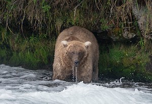 Fat Bear Week is now over and a new champion reigns supreme! Congratulations to the chunky 128 Grazer! https://tinyurl.com/5cwenr8j | USA TODAY Video | Facebook