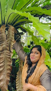 60 reactions · 3 comments | #8921939101 #birdnestfern #for #sale #homegarden #garden #plants #kerala #anthurium #foliage #giveawayalert #gloriousum #syngonium #passion #lovely #birdnestferns #malayalam #mallu #mallugram #reelsvideo❤️ | 헛헶헱헮혆헮'혀 헛헼헺헲 헚헮헿헱헲헻 - 횑횊횜횎횎횗횊 횓횊횋횋횊횛 | Facebook
