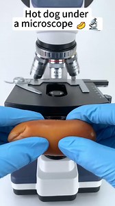 Hot dog look cool at 400x magnification! #microscope | Mir Glazami Microscopa