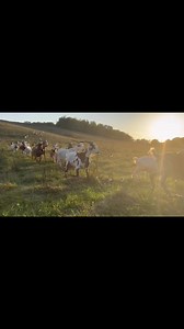 #iowakikogoats #nofence #virtualfencing #bluecollargoatscaping #sunset #Iowa #regenerativeagriculture #rotationalgrazing #goats | Iowa Kiko Goats