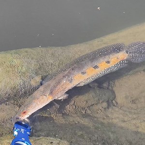 49K views · 755 reactions | Snakehead fish hunting video | fish catch and release | bulls eye snakehead fish hunting video tamil Indian snakehead fish | bros vlogs tamil | Facebook