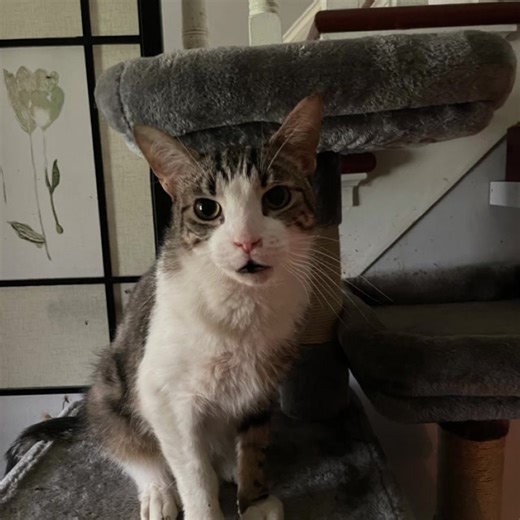 James Bond available at Randallsrescue.com | Randalls Rescue