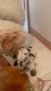 This video made me realize how excited I am for baby goat season🥰😍 #babygoat #freezingtemps | Midnight Mini Cattle Company