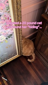 Where Did Winnie the Booh Hide? 20-Pound Cat Hiding Story