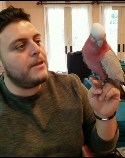24K views · 1.6K reactions | Brando Beat Boxing for Vinny the Parrot! Vinny stays on beat | Marlene Mc'Cohen | Facebook