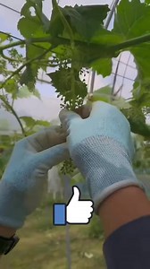 Shine muscat grape thinning techniques and methods 👍🏻 #grape thinning #grapes #fyp | Believe Flower