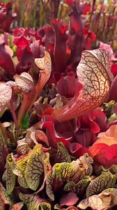 4 comments | Sarracenia Purpurea... Purple Pitcher Plant  | Door Step Garden | Facebook