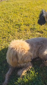 Small Campers #1 - Saturday, June 1st Autumn S, Bruce Sm, George E (Polka Dot BD), Snaxxx Sm, Meelo R, BA Flying Dutchman, Buddy B, Champion K, Chunk L, Ellie J, Henry G (Polka Dot BD), Josie E, Layla S, Lupo H, Maisy W, Olive H, Ollie H, Penelope P, Napoleon A, Parker J, Kevin A, Marcel Jo, Rice L, Rosa R, and Taki R enjoying the beautiful view at the Pond! | Eva's Play Pups | Facebook