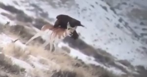 Video: Golden Eagle Eats Pronghorn Alive