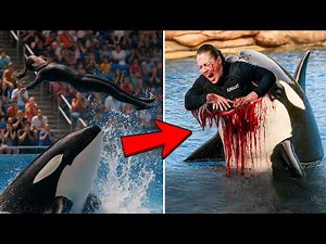 The TERRIFYING Final Moments of Orca Trainer Elise Moreau at BlueSea – Orca Attack