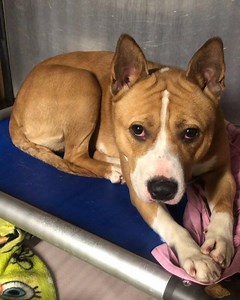1.9K views · 189 reactions |  Toby was brought into Animal Care Centers of NYC (ACC) by the #police God only knows what this sweet patient two year old girl has been through  • • #adoptdontshop #adoption #dog #doglover #doglovers #adoption #shelterdog #nyc #newyork #nycacc #nycapartments #dogsofinstagram #A54710 | DOG Sauver Global | Facebook