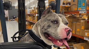 171 reactions · 19 shares | It's hard to find good help these days..... BUT it's not hard to find thousands of items at paws-itively the best deals around! Visit us at Equip-Bid.com today and start bidding! | Equip-Bid Auctions | Facebook