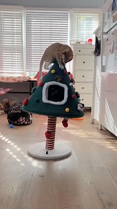 2.5K views · 329 reactions | ✨From all of us at Kitten Rescue, we are filled with gratitude for all the precious kitties who are now safe, warm, and surrounded by love. ✨Thanks to all YOUR support, these little ones are safe and finding joy in the simple things – a soft bed, a warm lap, and the ability to trash and destroy a gorgeous cat tree gift! Thank you for you caring for them as much as we do! | Kitten Rescue | Facebook