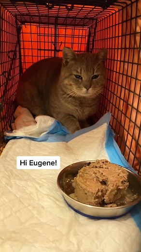 Trapping Eugene | Soul Divine