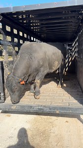 Meet our registered black angus bull, HMR Voracious, aka Ricky Bobby! This big boy weighs in at 2060lbs and is the daddy of almost all our calves. #farmanimals #farmlife #ranch #cow #cattle | Hot Mess Ranch