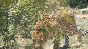 20K views · 389 reactions | Male leopard hunting #reels #trend #video #epic #travel #viral #nature #africa #wildlife #story #Amazing #reelsfb #life #wild #Wow | African Bush Kingdom | Facebook