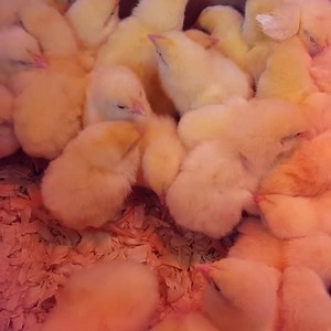 1.5K views · 25 reactions | Live Easter Chicks are here! 2 chicks and a bag of feed $6.00. You can return them. We have loving farms available to take them. Sorry no refunds. We are located at 744 South Rte 183 Schuylkill Haven PA 17972 #liveeasterchicks #martinsfarmmarket | Martin's Farm House Unique Gifts, and Amish Made Furniture | Facebook