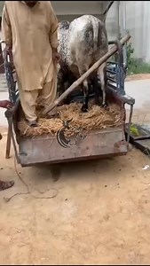 3.4K views · 39 reactions | Unloading janwar藍 Lakin pehly wla | Bull Craze | Facebook