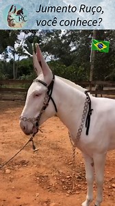 18 reactions | 𢡊 Jumento ruço: beleza rara e muito valorizada O ruço...