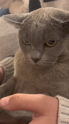 54K views · 752 reactions | FERAL KITTEN UPDATE…. Last time I updated you lot, Poppy our beloved mature cat  wasn’t too happy with our new edition BUT I can confirm she is now happy and very relaxed as you can see 藍 | Cosi Andrew Costello | Facebook