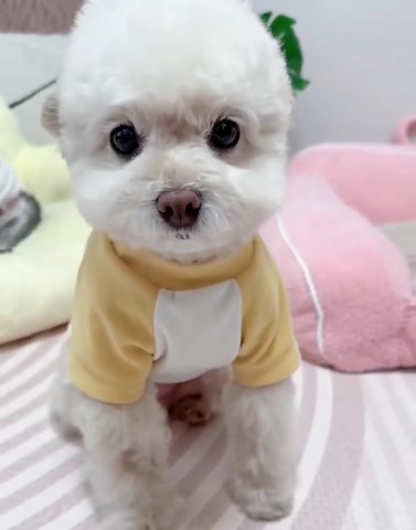 Dog Solid Color T-Shirts for Small Medium Dogs - Soft Breathable Short Sleeve Puppy Tees, Cute Spring Summer Pet Clothes, Casual Dog Fashion Pink Large