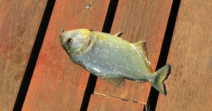 Fish Out Water Caught Dying Stock Footage Video (100% Royalty-free) 1032625838 | Shutterstock