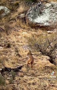 West Texas Aoudad Sheep Come Hunt H.E. Sproul Ranch #sproulranch #aoudad #westtexasaoudad #royhurley #hunthesproulranch #skyoutdoors #aoudadhunting #fyp #foryoupage #keepranchin | H.E. Sproul Ranch and The Harvard Hotel