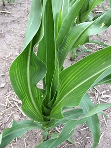 Corn School: Are your hybrids getting enough sulphur?