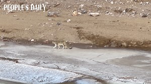 3.3K views · 37 reactions | An adult #snowleopard was observed descending the slopes and quenching its thirst at a conservation and management station within the Qilian Mountain National Park, northwest China's Qinghai Province. The species holds the highest level of protection in China. #biodiversity | VideoChina | Facebook