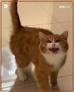 72K views · 5.8K reactions | Non stop meowing | Meowed | Facebook