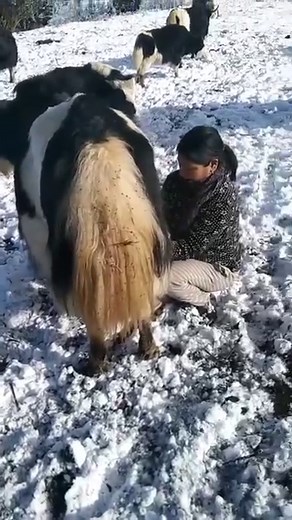 Milking a Yak at Jela, Paro after a snowfall... | ExPlore with Phub TsheRing.