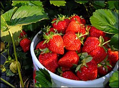 Berries, brewpubs, and a blitz torte recipe