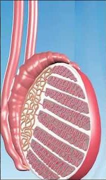 Male reproductive organs (Male genitalia) 8