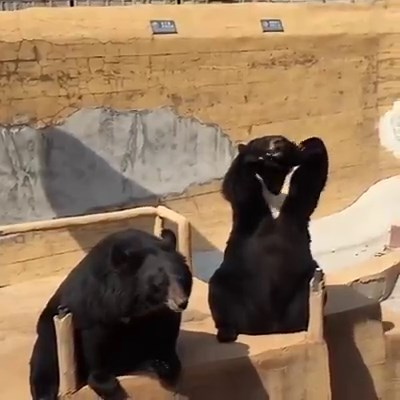 Chinese Bears fux with the Tux | Tuxedo