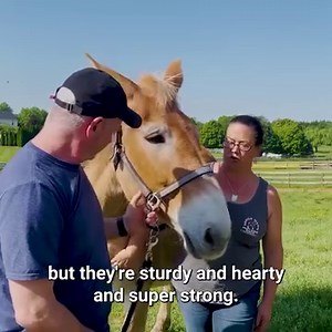 Chiro Adjustment On A Rescue Draft Mule! | Animal Cracker