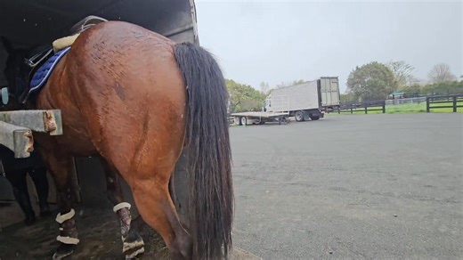 Hello loading on the float to head home. His confidence has grown alot in the last couple of weeks. 👌 | EventStars Ltd